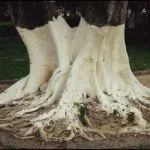 1200px White paint on trees 14634054101 1